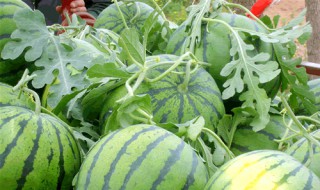 怎样利用灯泡给西瓜种子催芽 如何给西瓜种子催芽