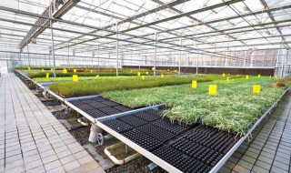 大棚气温和地温哪个高（大棚气温和地温哪个高一些）