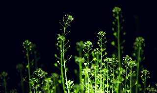 关于春天乡村的古诗（描写春天乡村的诗）