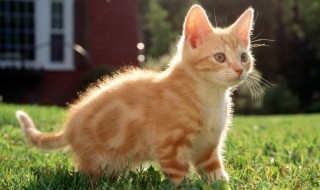 如何自制猫粮（自制猫粮）