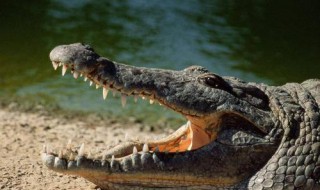 鳄鱼生活在哪里?吃什么?(鳄鱼生活在哪里?吃什么东西)
