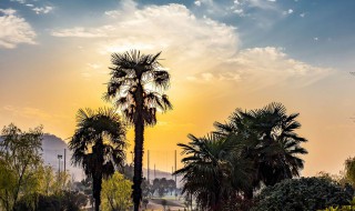 傍晚树影指向什么方向（傍晚的树影指向哪一面）