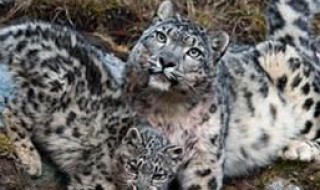 雪豹那么可爱,可以养吗 雪豹能养吗