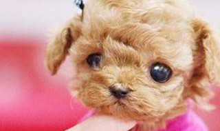 茶杯犬可以养两只吗 茶杯犬可以养两只吗视频