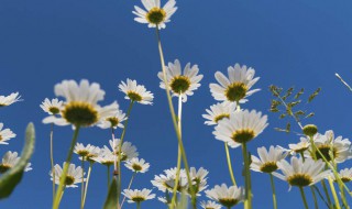纽扣菊是多头的吗 纽扣菊几年生