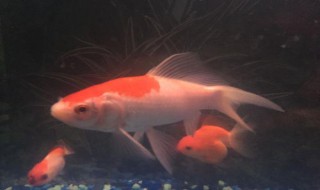 锦鲤鱼缸除藻最好的鱼 锦鲤鱼缸除藻最好的鱼有哪些