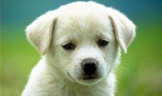 小土狗吃什么东西会死 狗狗吃土会死吗