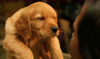 狗狗搞笑电影有哪些 搞笑的狗狗电影排行榜