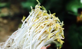 怎么生豆芽 怎么生豆芽最快