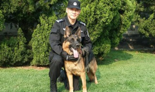 警花与警犬第二部电视在哪里可以看 警花与警犬第二部电视在哪里可以看