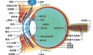 视器由什么和什么组成 视器又称眼由什么和什么组成