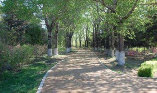 傍晚林荫道的树影指向什么面（傍晚路旁林荫道的树影指向什么面）