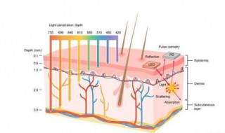 皮肤中含有哪些组织 皮肤中含有什么组织