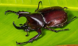 昆虫备忘录独角仙的特点 昆虫备忘录独角仙的特点用了什么的方法描写