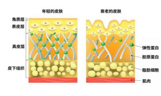 皮肤里含有什么元素（皮肤是什么元素）