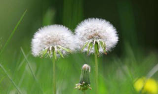 蒲公英有什么其他功能(蒲公英有什么其他功能作用)