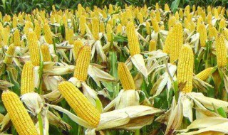玉米是怎么种植（玉米是怎么种植出来的）