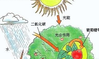 施肥过多光合作用速率降低的原因 施肥过多光合作用速率降低的原因是什么