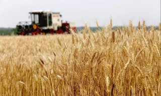 粮食播种面积稳定在多少(粮食播种面积稳定在多少以上)