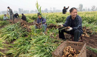 种生姜怎么种呢(生姜自己种)