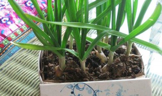 怎样才能种蒜（怎样才能种大蒜）