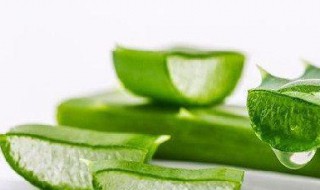 芦荟的养殖方法和注意事项 不夜城芦荟的养殖方法和注意事项