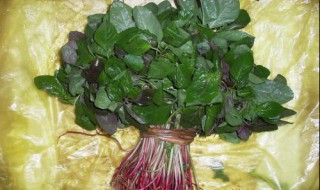 小米菜怎么捡 小米菜怎么摘