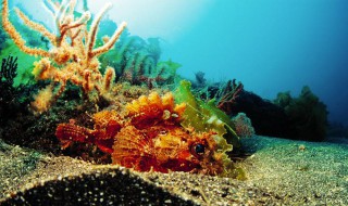 生物k值是什么意思（生物学k值是什么意思）