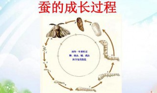 哪些动物生小动物的方式与蚕相似（哪些动物生小动物的方式与蚕相似至少十种）