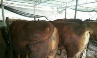 牛吃了饲料怎样才能消化 牛吃了饲料怎样才能消化干净