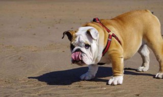 怎样才能让狗身上不长虫（怎么才能让狗狗身上没有虫子）