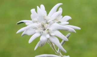 绒花代表什么精神（绒毛的绒花）