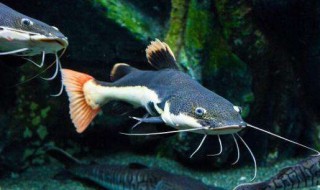 鲶鱼怎么繁殖 鲶鱼种类大全图解