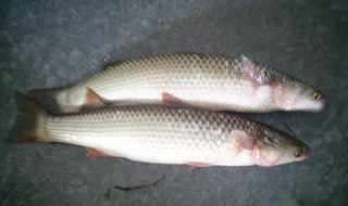 梭鱼钓底还是钓浮（鲫鱼钓底好还是钓浮好）