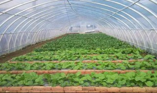 水果大棚怎么弄（水果大棚图片）