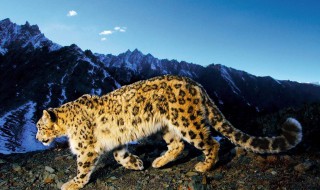 雪豹主要分布在哪个洲 雪豹主要分布在哪个洲