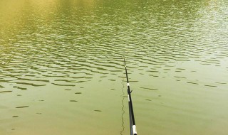 钓小鱼什么时候提竿最好（钓小鱼什么时候提竿最好用）