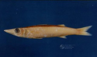 春季钓海梭鱼用几号丸世鱼钩 海钓丸世几号钩最好