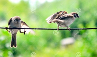 猫与两只麻雀的寓意（猫与两只麻雀的寓意是什么）