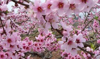 关于桃花的诗句（关于桃花的诗句 古诗）