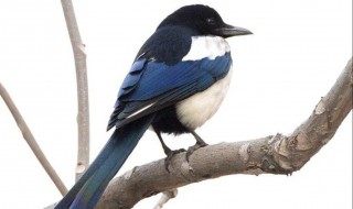 喜鹊是什么鸟（蓝色喜鹊是什么鸟）