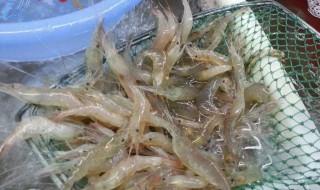 虾能浮在水面吗（虾能浮在水面吗视频）
