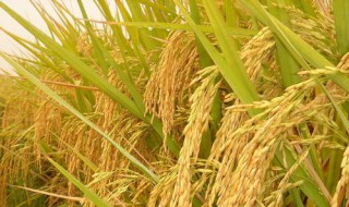 香早优2017杂交稻怎样施肥(青香优19水稻种植技术)