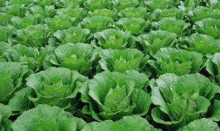 选购优质的白菜要求有 选购优质的白菜要求有那些