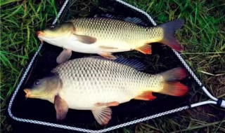 小黄面钓鲫鱼怎么用（小黄面钓鲫鱼怎么用钩）