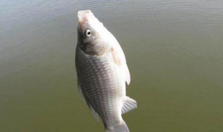 下雨天钓鲫鱼钓浅还是钓深 冬天鲫鱼钓深还是钓浅