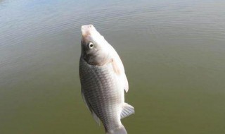 春季如何水库钓鲫鱼技巧要点(春季水库钓鲫鱼选什么位置)