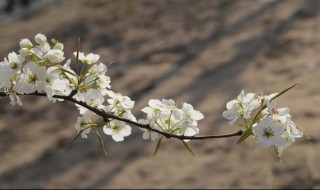 北京梨花几月开（北京地区梨花什么时候开）