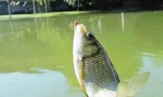 清明节怎样钓鲤鱼 清明节鲤鱼怎么钓