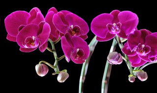 蝴蝶兰用什么盆好 蝴蝶兰用什么花盆好